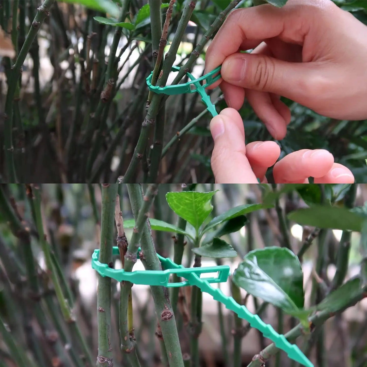 EasyAttach™ - Attaches réutilisable pour plantes - Les beautés du jardin